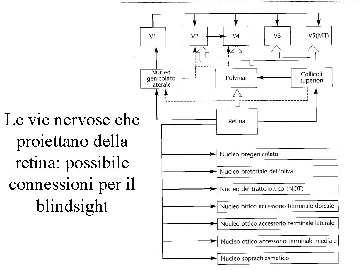 Le vie nervose che proiettano della retina: possibile connessioni per il blindsight 