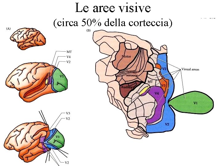 Le aree visive (circa 50% della corteccia) 