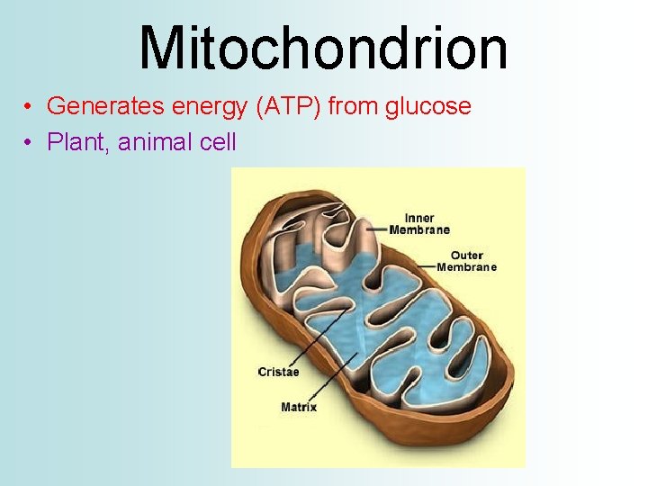 Mitochondrion • Generates energy (ATP) from glucose • Plant, animal cell 