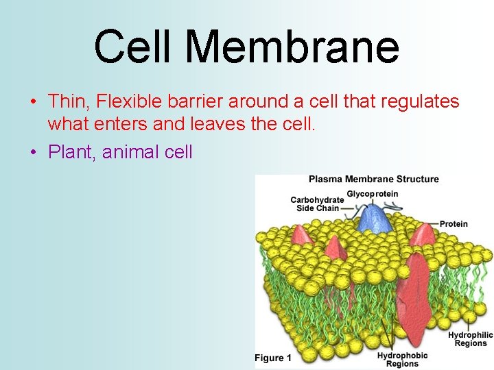 Cell Membrane • Thin, Flexible barrier around a cell that regulates what enters and