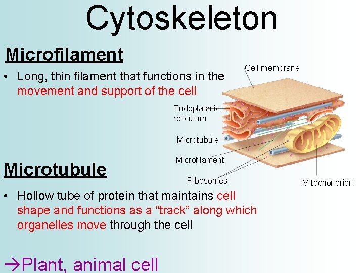 Cytoskeleton Microfilament • Long, thin filament that functions in the movement and support of