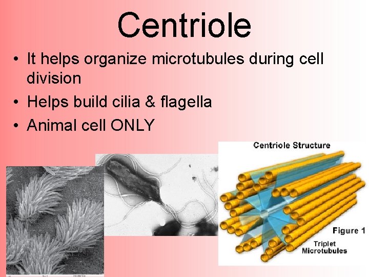 Centriole • It helps organize microtubules during cell division • Helps build cilia &