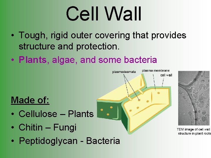 Cell Wall • Tough, rigid outer covering that provides structure and protection. • Plants,
