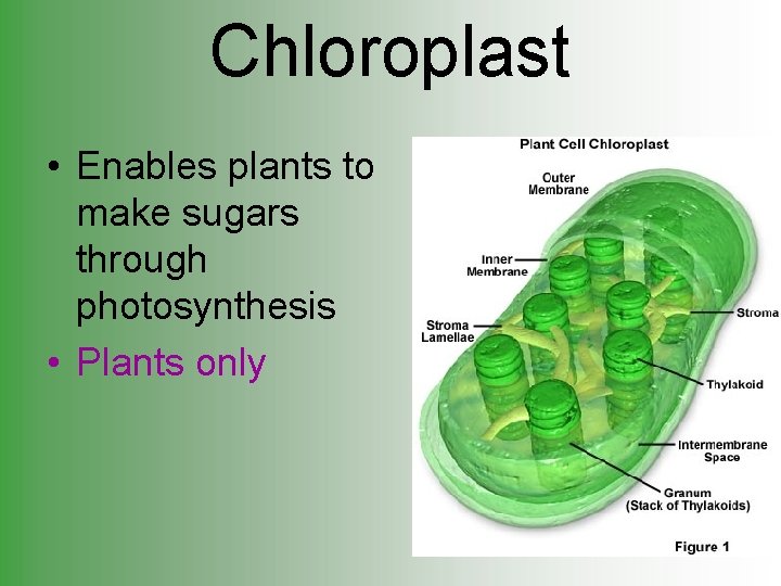 Chloroplast • Enables plants to make sugars through photosynthesis • Plants only 