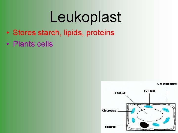 Leukoplast • Stores starch, lipids, proteins • Plants cells 