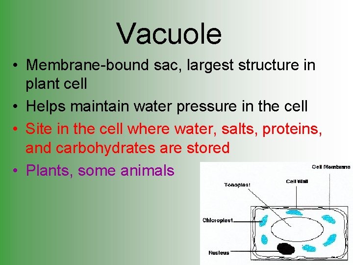 Vacuole • Membrane-bound sac, largest structure in plant cell • Helps maintain water pressure