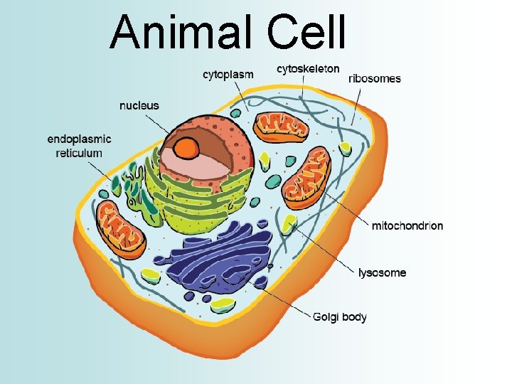 Animal Cell 