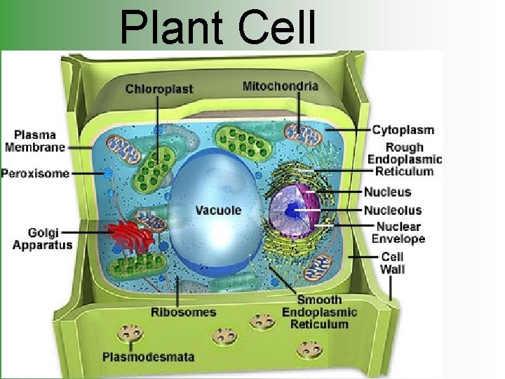 Plant Cell 