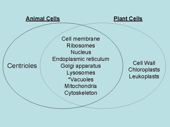 Animal Cells Centrioles Cell membrane Ribosomes Nucleus Endoplasmic reticulum Golgi apparatus Lysosomes *Vacuoles Mitochondria