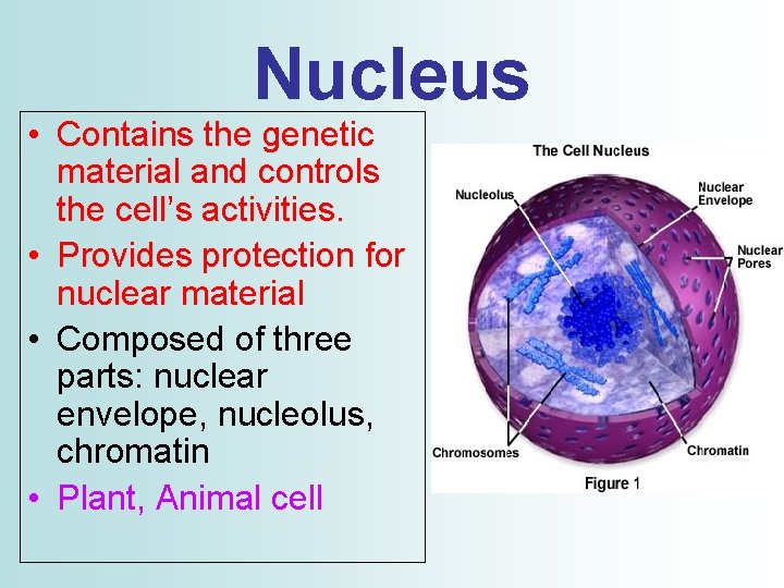 Nucleus • Contains the genetic material and controls the cell’s activities. • Provides protection