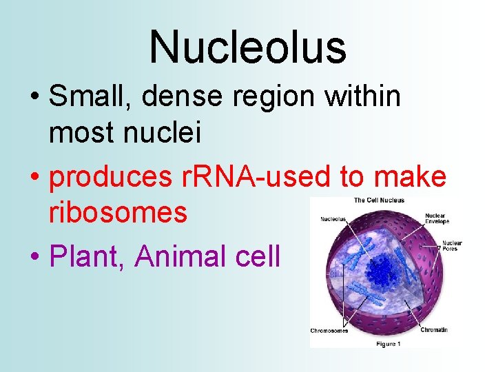Nucleolus • Small, dense region within most nuclei • produces r. RNA-used to make