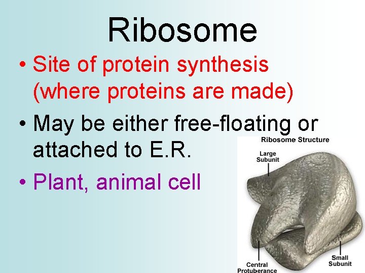 Ribosome • Site of protein synthesis (where proteins are made) • May be either