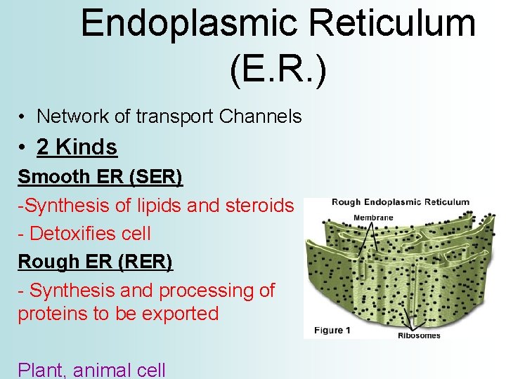 Endoplasmic Reticulum (E. R. ) • Network of transport Channels • 2 Kinds Smooth
