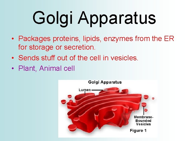 Golgi Apparatus • Packages proteins, lipids, enzymes from the ER for storage or secretion.