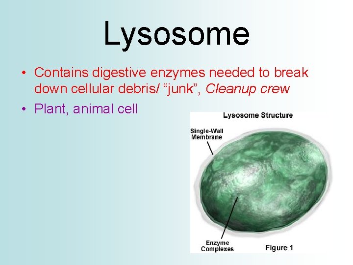 Lysosome • Contains digestive enzymes needed to break down cellular debris/ “junk”, Cleanup crew