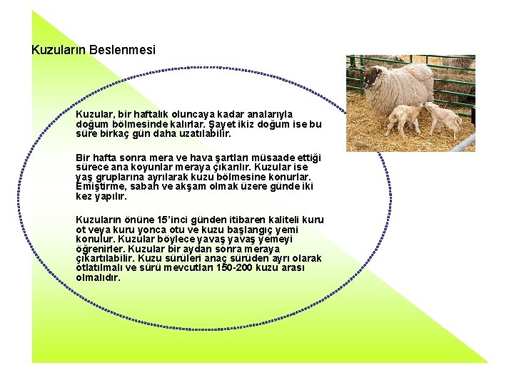 Kuzuların Beslenmesi Kuzular, bir haftalık oluncaya kadar analarıyla doğum bölmesinde kalırlar. Şayet ikiz doğum