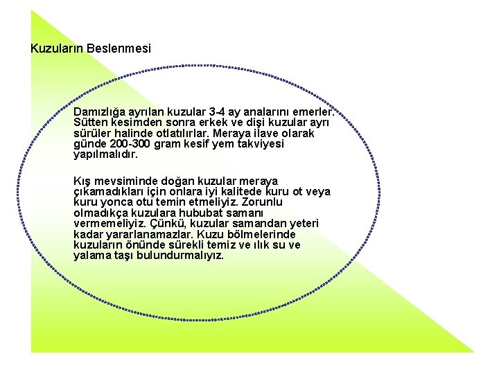 Kuzuların Beslenmesi Damızlığa ayrılan kuzular 3 -4 ay analarını emerler. Sütten kesimden sonra erkek