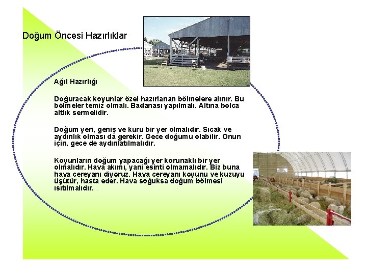 Doğum Öncesi Hazırlıklar Ağıl Hazırlığı Doğuracak koyunlar özel hazırlanan bölmelere alınır. Bu bölmeler temiz