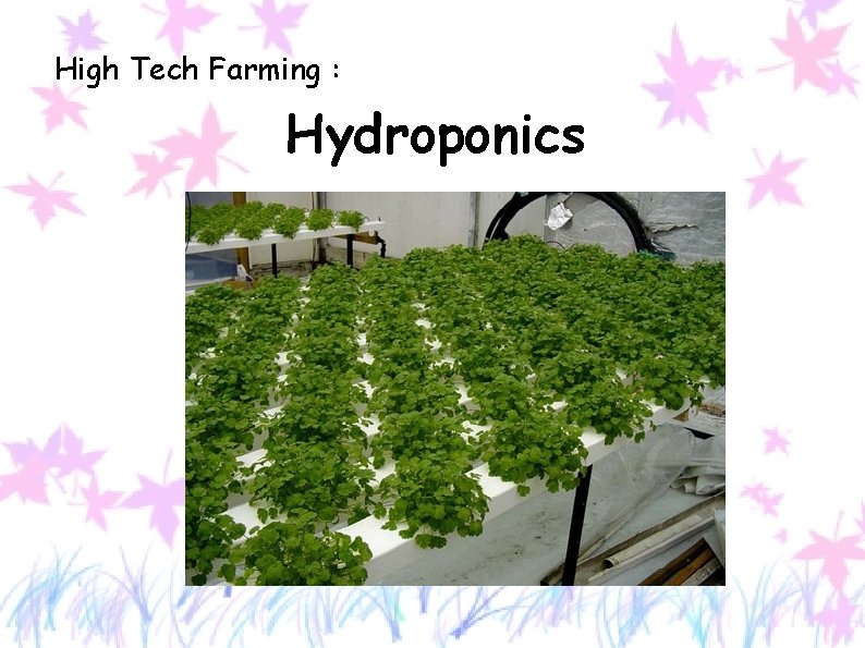 High Tech Farming : Hydroponics 