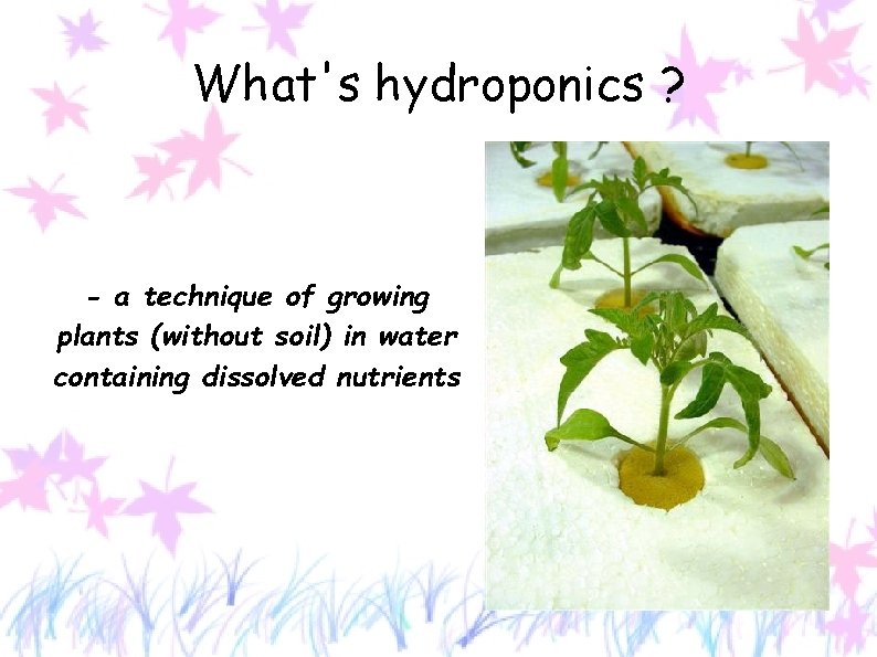 What's hydroponics ? - a technique of growing plants (without soil) in water containing