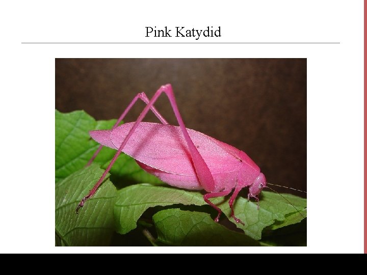 Pink Katydid www. Bio. Ed. Online. org 