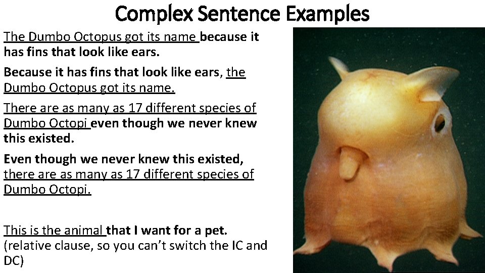 Complex Sentence Examples The Dumbo Octopus got its name because it has fins that