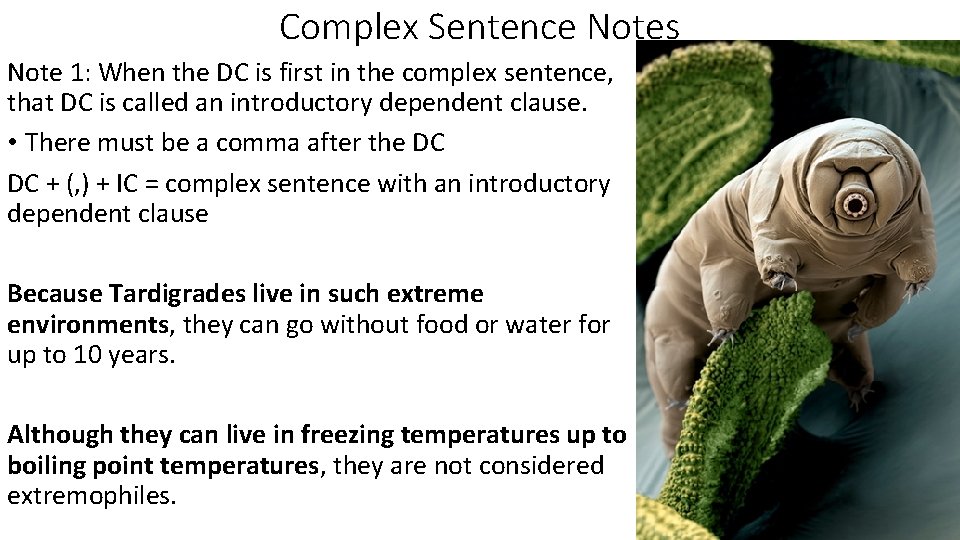 Complex Sentence Notes Note 1: When the DC is first in the complex sentence,