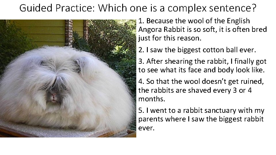 Guided Practice: Which one is a complex sentence? 1. Because the wool of the