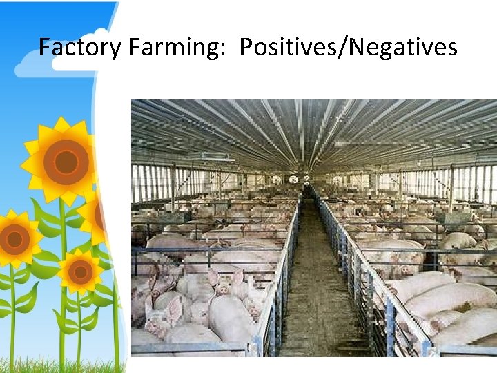 Factory Farming: Positives/Negatives 