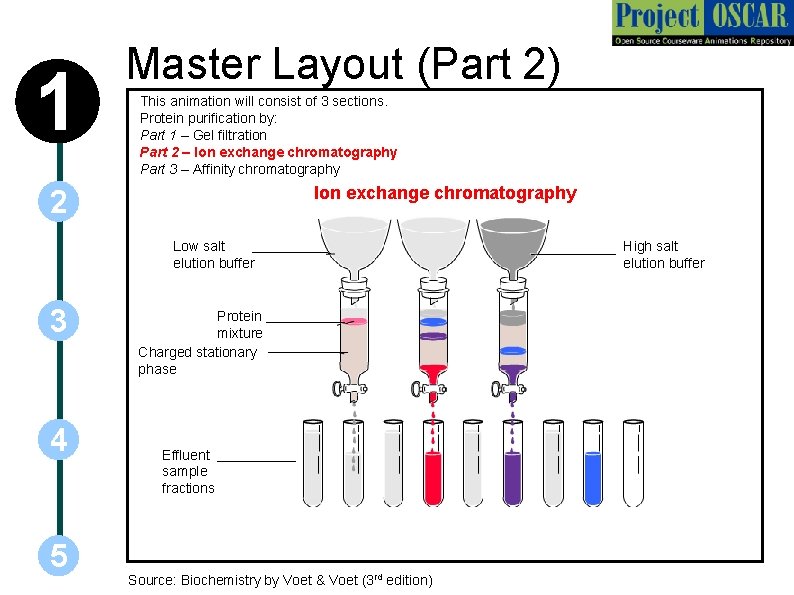 1 Master Layout (Part 2) This animation will consist of 3 sections. Protein purification