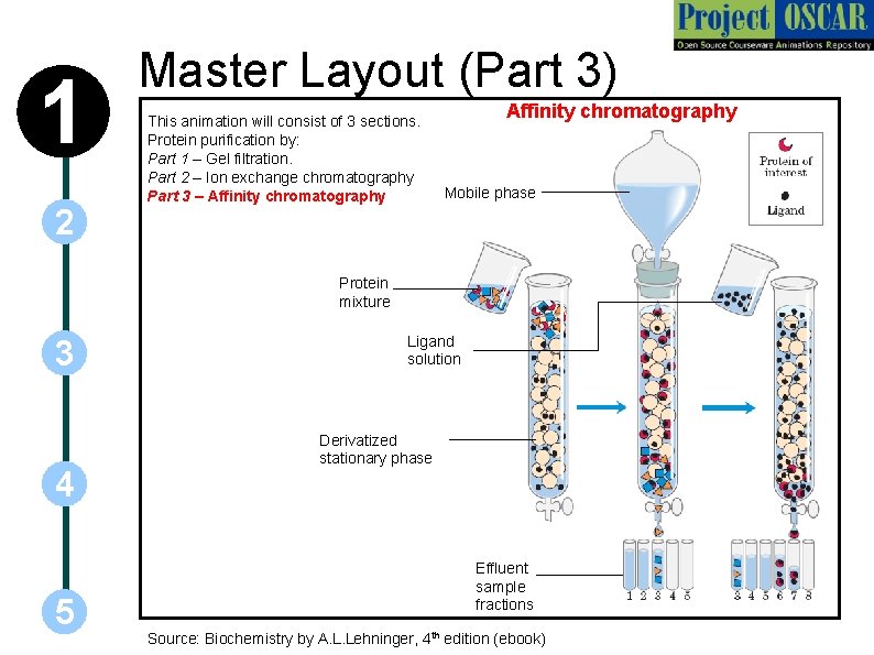 1 2 Master Layout (Part 3) This animation will consist of 3 sections. Protein