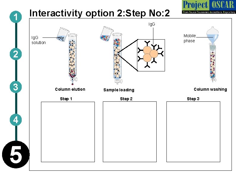 1 Interactivity option 2: Step No: 2 Ig. G Mobile phase Ig. G solution