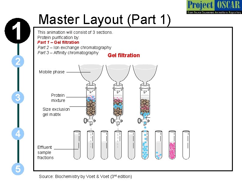 1 Master Layout (Part 1) This animation will consist of 3 sections. Protein purification
