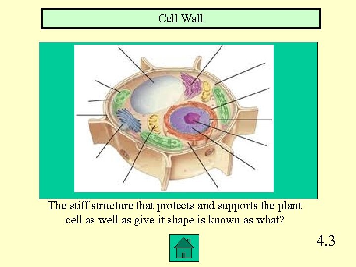 Cell Wall The stiff structure that protects and supports the plant cell as well