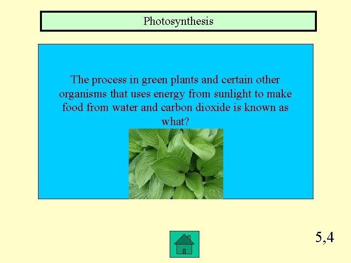 Photosynthesis The process in green plants and certain other organisms that uses energy from