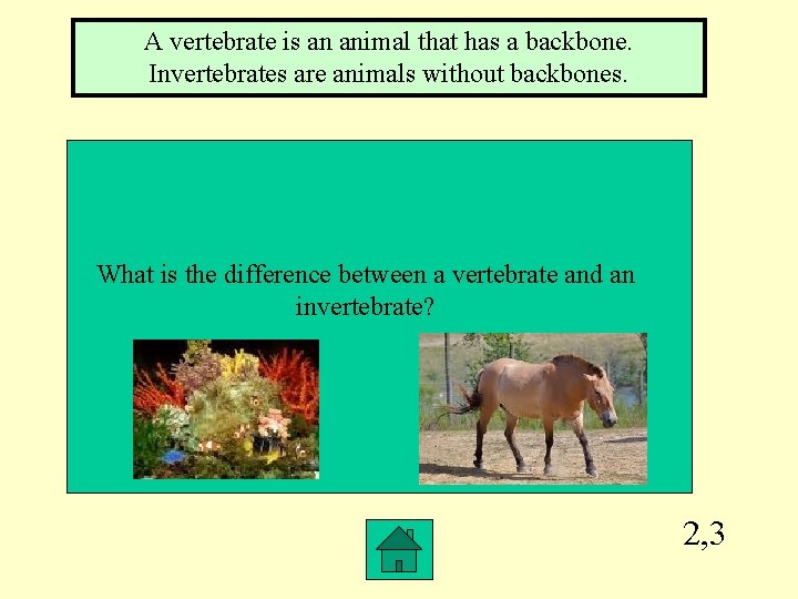 A vertebrate is an animal that has a backbone. Invertebrates are animals without backbones.