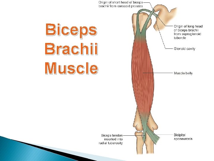 Anatomy Muscles of Arm Dr Sana Khan MGM