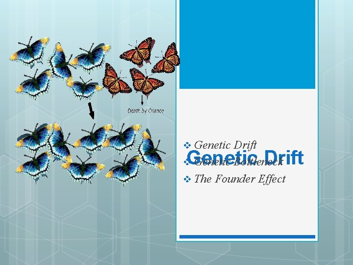 Genetic Drift v Genetic Bottleneck v The Founder Effect v Genetic Drift 