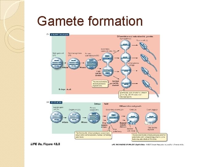 Gamet Formation Meiosis the basis of sexual reproduction Section 6