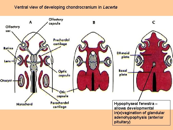 Ventral view of developing chondrocranium in Lacerta Hypophyseal fenestra – allows developmental in(e)vagination of