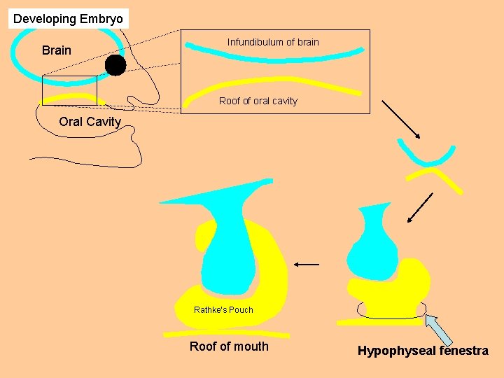 Developing Embryo Brain Infundibulum of brain Roof of oral cavity Oral Cavity Rathke’s Pouch