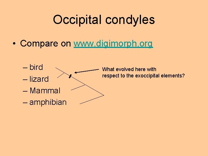 Occipital condyles • Compare on www. digimorph. org – bird – lizard – Mammal