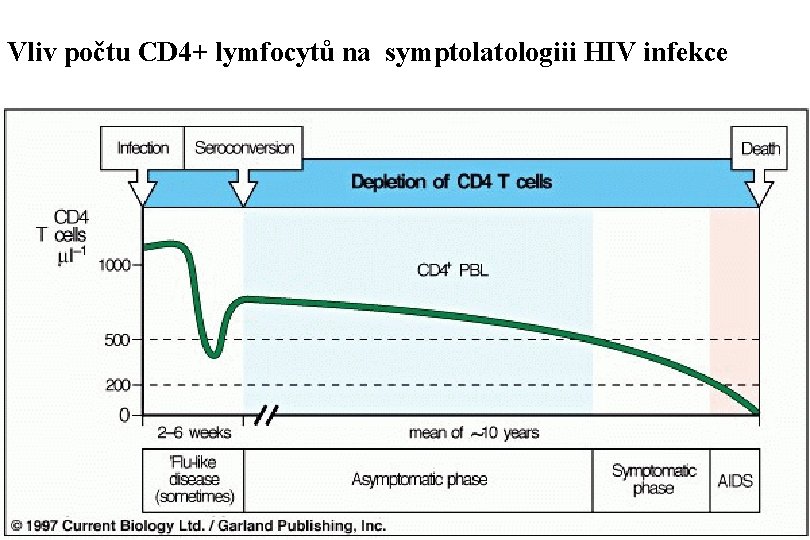 Vliv počtu CD 4+ lymfocytů na symptolatologiii HIV infekce 