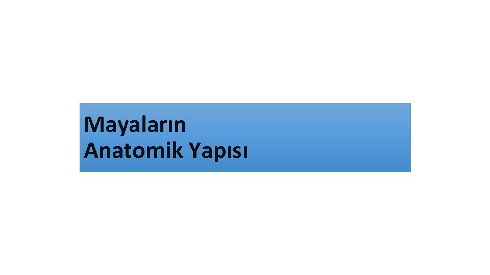 Mayaların Anatomik Yapısı 