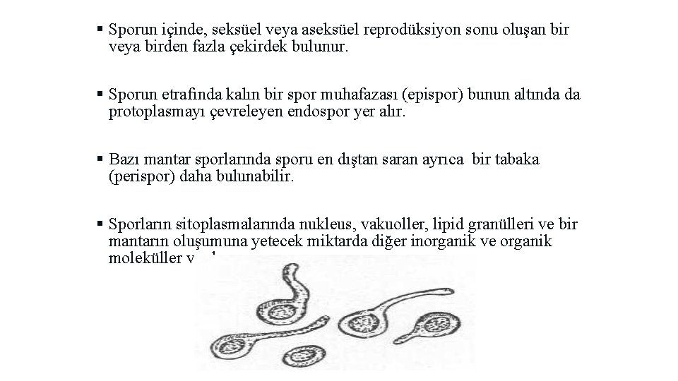 § Sporun içinde, seksüel veya aseksüel reprodüksiyon sonu oluşan bir veya birden fazla çekirdek