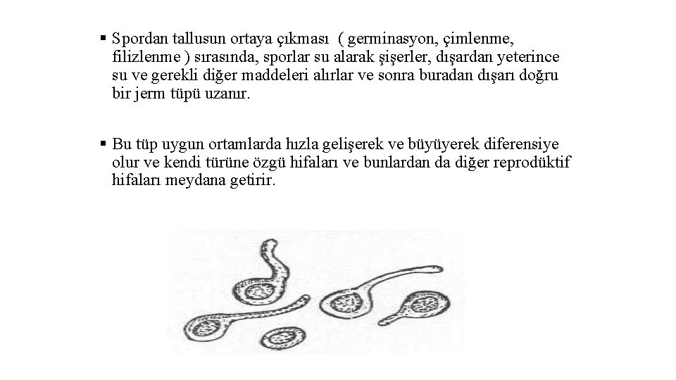 § Spordan tallusun ortaya çıkması ( germinasyon, çimlenme, filizlenme ) sırasında, sporlar su alarak