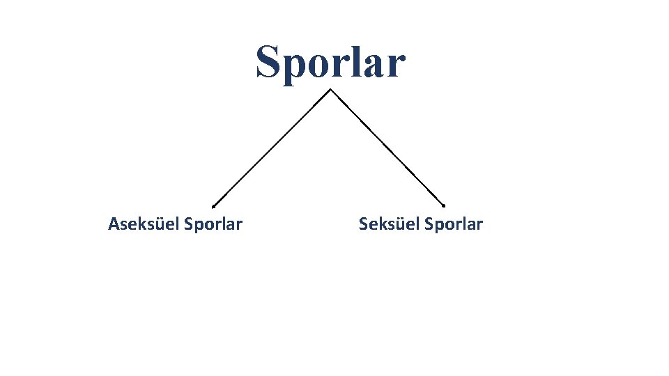 Sporlar Aseksüel Sporlar Seksüel Sporlar 