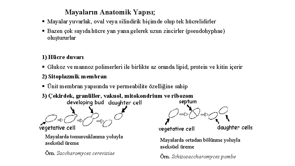 Mayaların Anatomik Yapısı; § Mayalar yuvarlak, oval veya silindirik biçimde olup tek hücrelidirler §