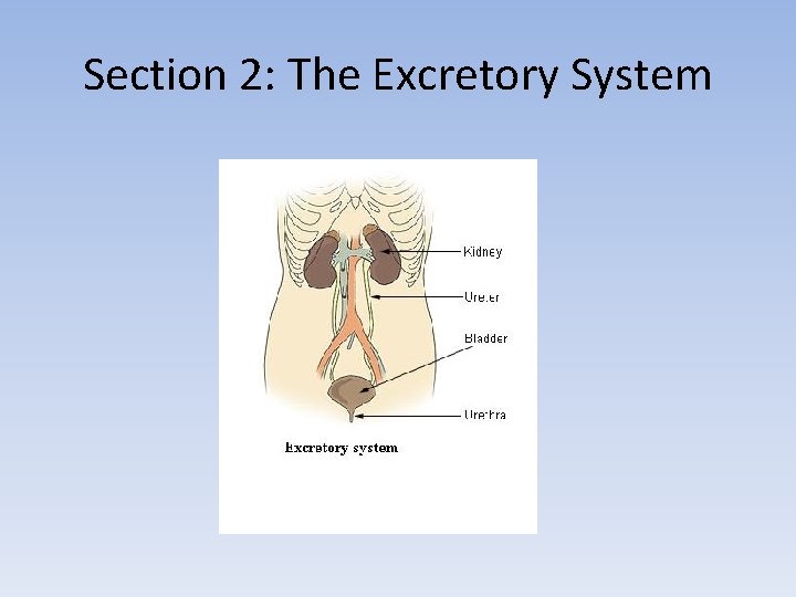 Section 2: The Excretory System 