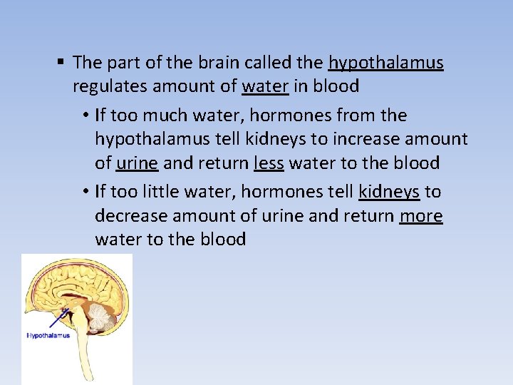 § The part of the brain called the hypothalamus regulates amount of water in
